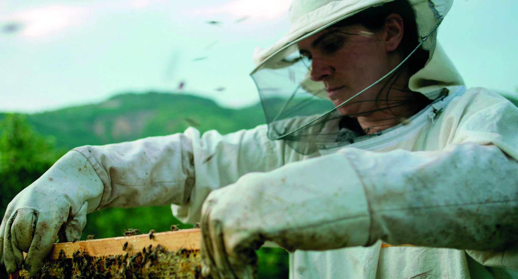 hive_colmena-5