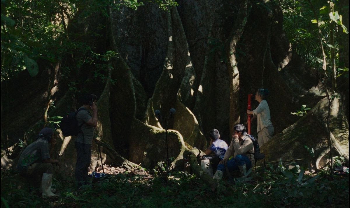 Lejos de los &aacute;rboles